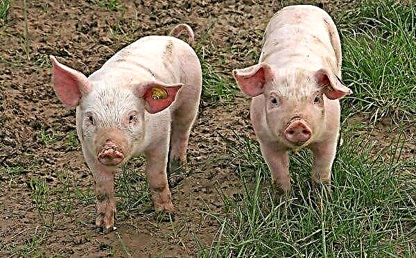 Việt Nam từ chối hai triệu rưỡi lợn để ngăn chặn ASF