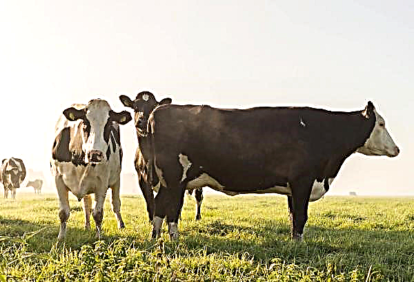 ¿Se puede utilizar económicamente el ganado lechero en el patio trasero?