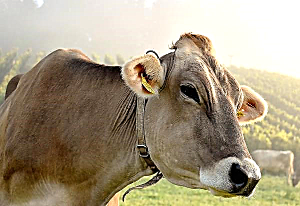 Op de Poltava-boerderij is een moderne melkstal voor 32 koeien geopend