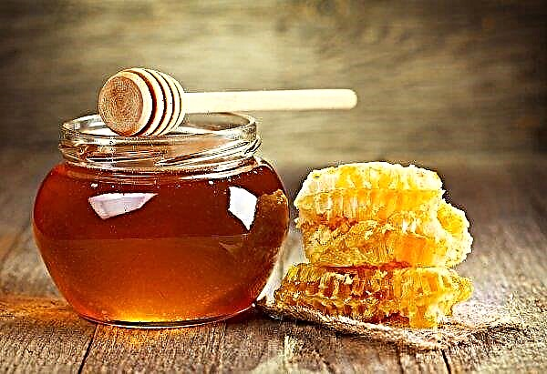 Wild bee honey: description, useful properties and contraindications, methods of collection