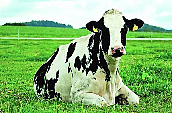 Holstein-Friesian beauties from Europe flew to Bashkiria for permanent residence