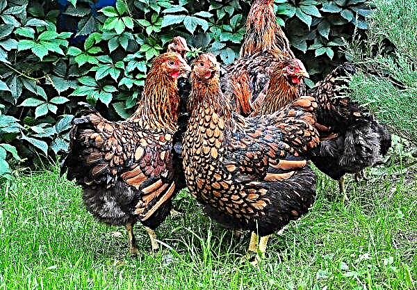 Avian influenza in Poland: 100 thousand turkeys and 65 thousand chickens will be destroyed