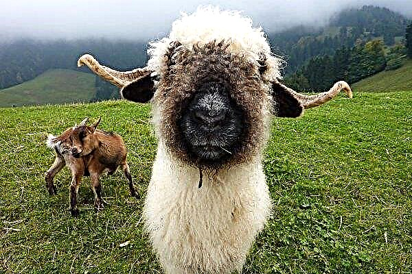 Indústria de ovinos do Reino Unido se prepara para importações isentas de impostos da Austrália e Nova Zelândia