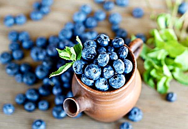 Blueberry season ends in Ukraine