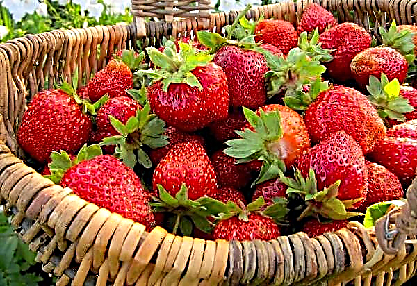 Miliaran Kebun Strawberry di Vietnam
