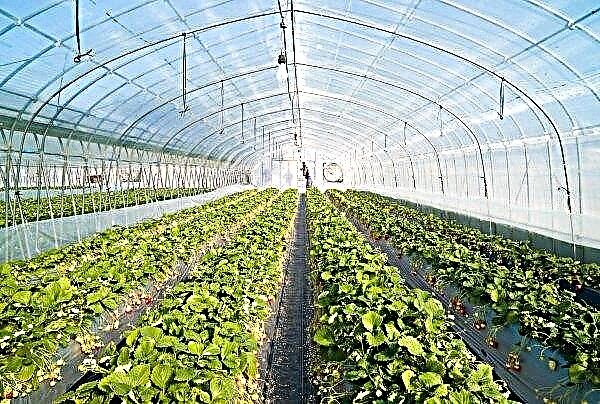 Scientists have created a special greenhouse for farmers from "difficult" regions