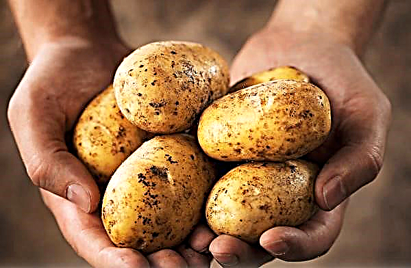 Potato prices began to decline in Ukraine