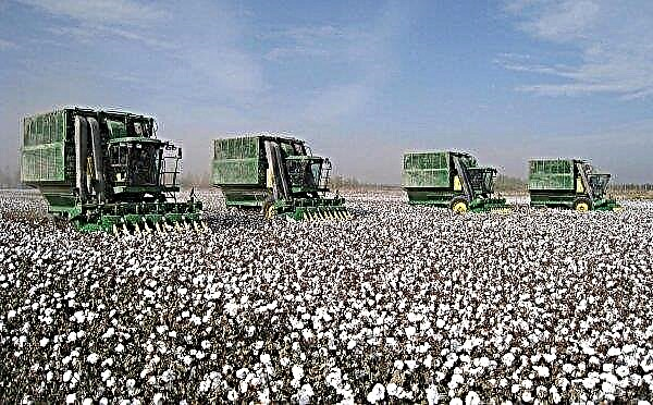 US Cotton Market News
