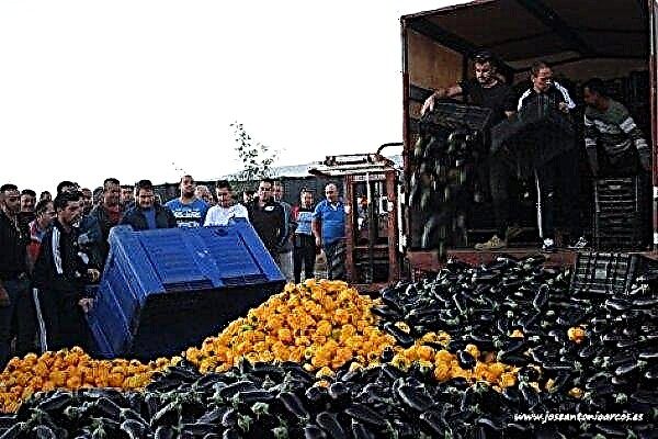 Due to low prices for products, Spanish farmers stopped harvesting