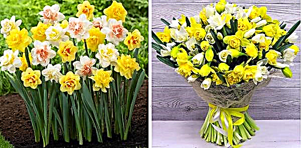 What to do with daffodils that have faded: caring for the plant after flowering