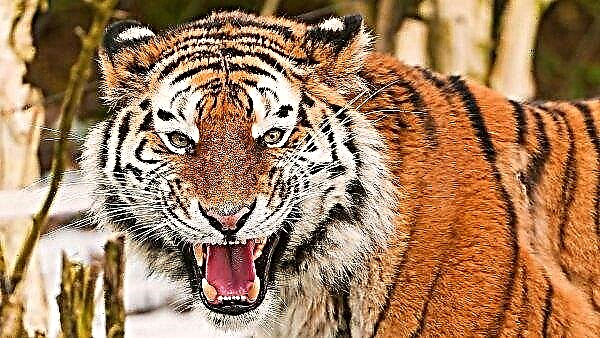 V - signifie vendetta: le fermier de Khabarovsk a organisé un massacre d'un tigre tueur