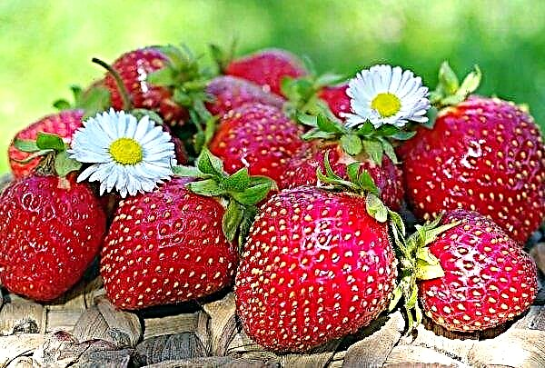 Spanish robots help pick strawberries in California