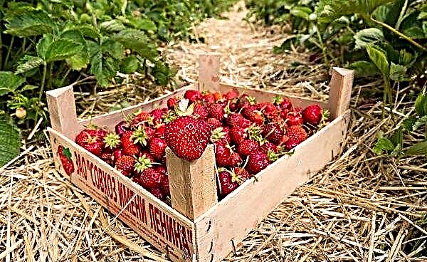 Culture de fraises Frigo: description et caractéristiques de la méthode, caractéristiques de soin, photos
