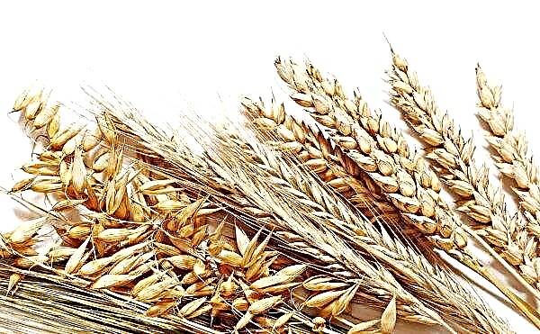 Russland wird den leidenden Turkmenen eine „Hand aus Getreide“ -Hilfe gewähren