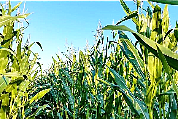 The fall in corn prices continued