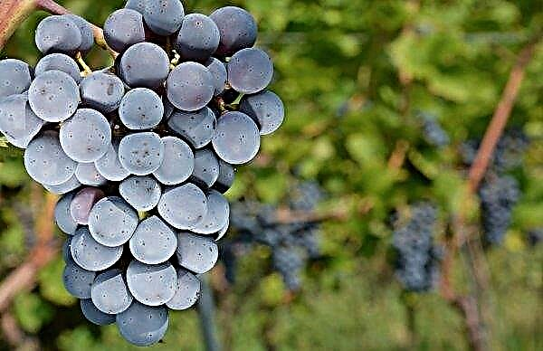 El gourmet japonés gastó más de once mil dólares para comprar un racimo de uvas