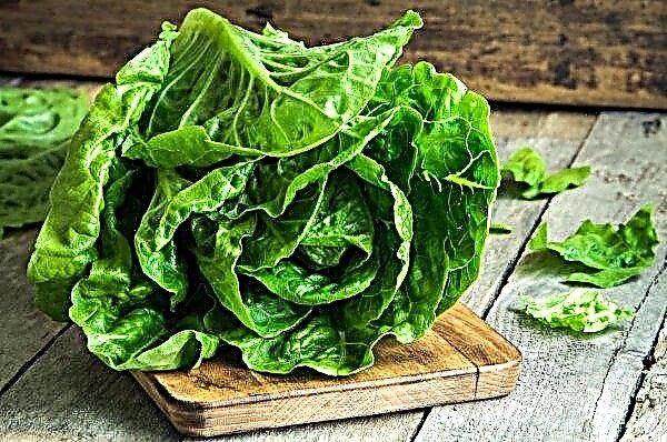 67 people infected with E. coli from romaine lettuce in the USA