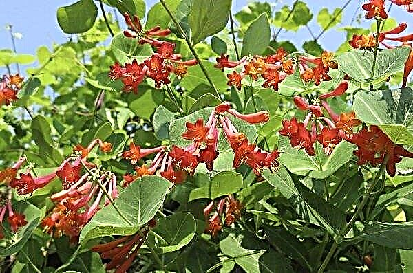 Lihat fuchsia honeysuckle coklat dekoratif: deskripsi, penanaman dan perawatan, foto