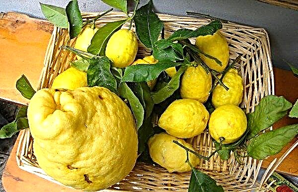 Giant lemons are grown by a farmer from Odessa