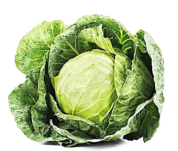 Cabbage in Ukraine continues to rise in price