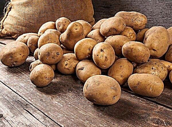 In Russland entdeckte eine Vielzahl von Kartoffeln, von denen der Kartoffelkäfer nicht leben kann
