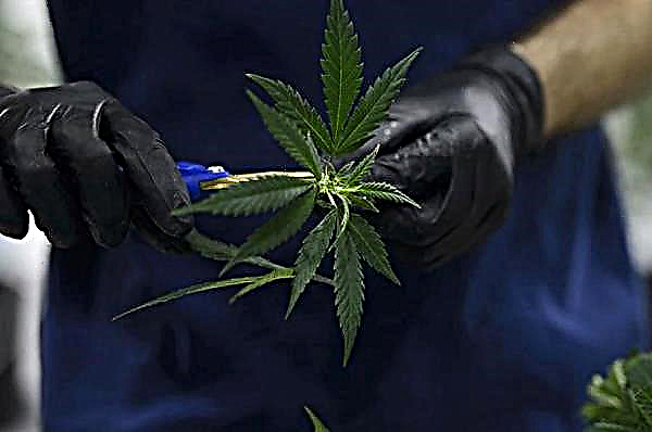 Dezvoltatori de dispozitive Cannabis în așteptarea legalizării canabisului american