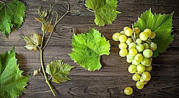 Les raisins de table en Ukraine continuent d'augmenter