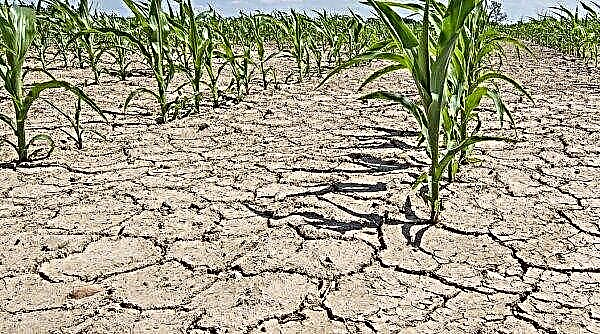 Southern regions of Russia warn of dry summers