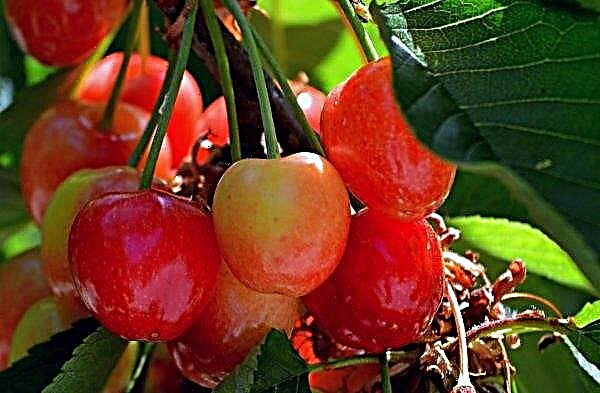 La cereza dulce ucraniana se ha vuelto más barata