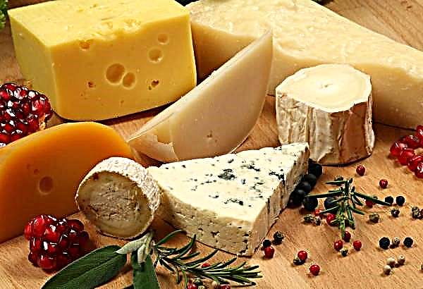 O etnopark Hutsul é ensinado a moer farinha e cozinhar queijo