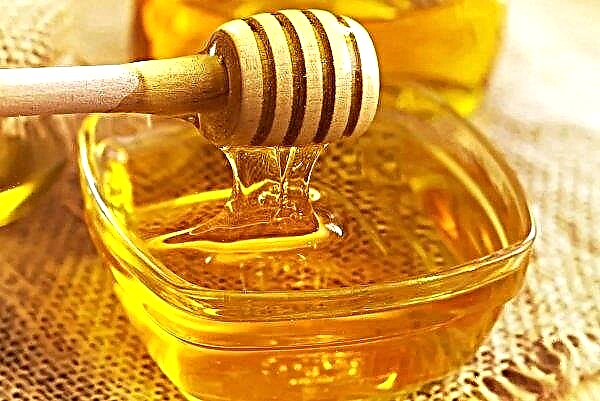 Silvicultura Volyn aumenta produção de mel