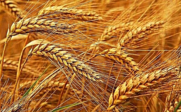 Harvesting in one of the cooperatives of the Kiev region in jeopardy