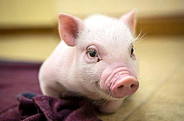 リャザン地域では、窒息により25,000羽の豚が死亡しました