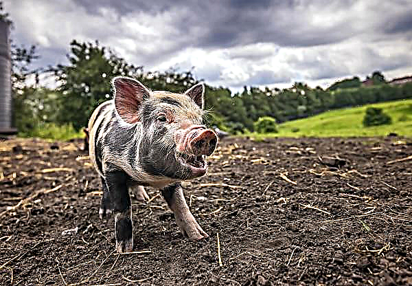 ASF retarda a reabilitação da criação industrial de porcos na Ucrânia