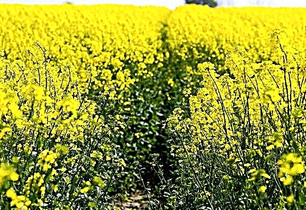 벨로루시 농부들은 12 일 안에 "수확 문제"를 종결 할 계획이다