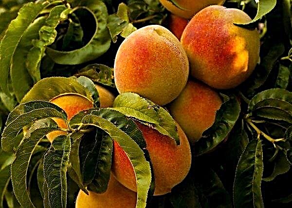 De eerste oogst van perziken geoogst in Volyn