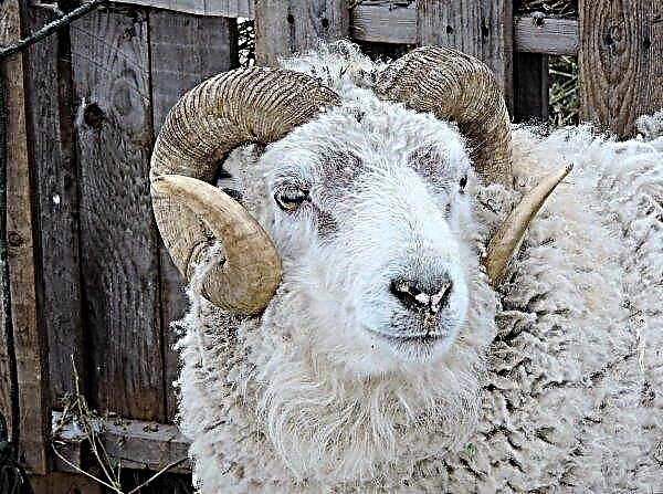 Các chuyên gia của Stavropol ở cấp độ di truyền sẽ điều chỉnh "độ thịt" của cừu Nga
