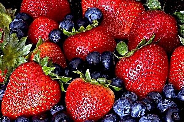 Az ukránok több friss bogyós gyümölcsöt fogyasztottak
