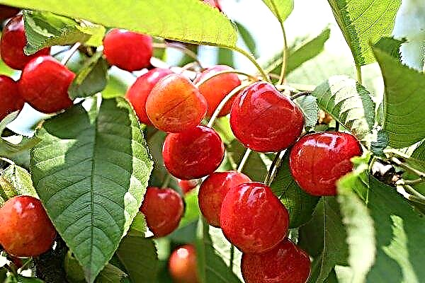 Zaporizhzhya selskab eksporterede over 600 ton kirsebær