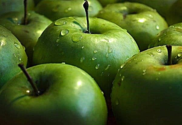 Les conditions météorologiques ont considérablement réduit le rendement des pommes précoces de Krasnodar