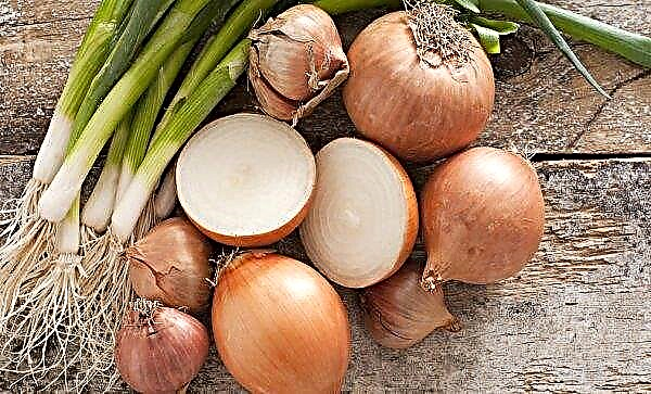 Seed onions in Ukraine rose 7 times