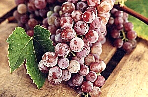 Мапа постојећих винограда појавит ће се у регији Одесса