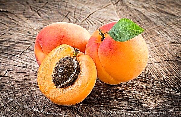 The operators of the Lviv wholesale market sold the annual volume of apricots