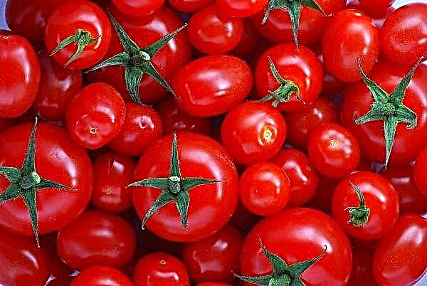 Los holandeses enseñan al mundo a ahorrar agua en invernaderos de tomate