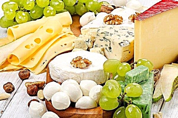 صناع الجبن تامبوف يتوقعون الاستثمار من البرتغال