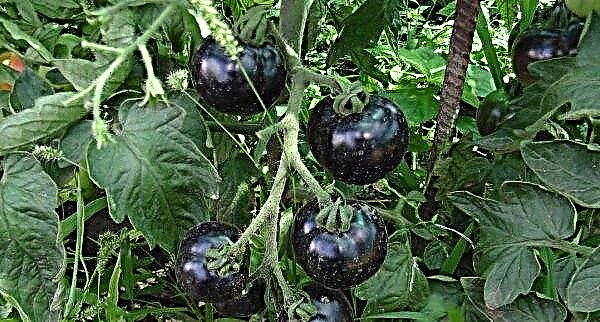 Cacho de tomate preto F1: descrição e características de variedades com fotos, rendimento, características de cultivo