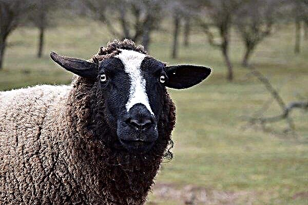Na região de Odessa são criadas ovelhas astracãs únicas
