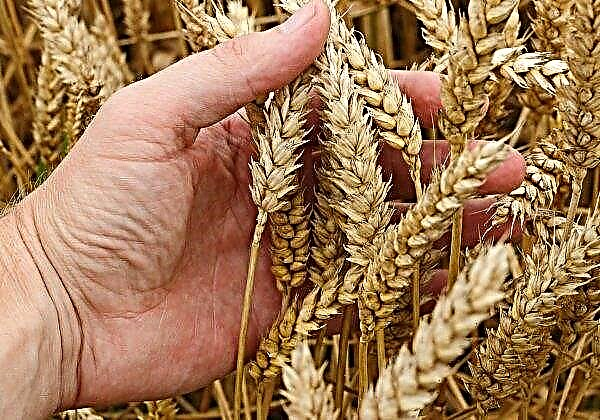 Tutto procede secondo i piani: gli agricoltori della regione di Ul'janovsk completano la semina primaverile