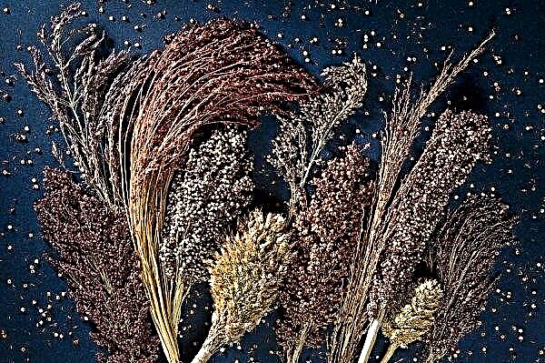 China purchases the largest batch of sorghum from the start of the trade war in the United States