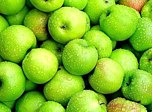 Ukrainian scientists have developed new varieties of disease-resistant apple trees